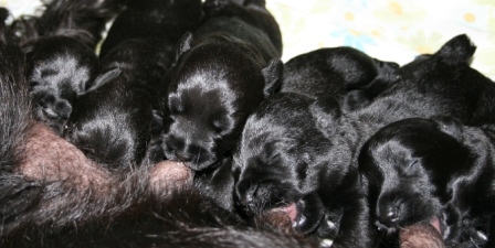 1 week old STandard Schnauzer puppies